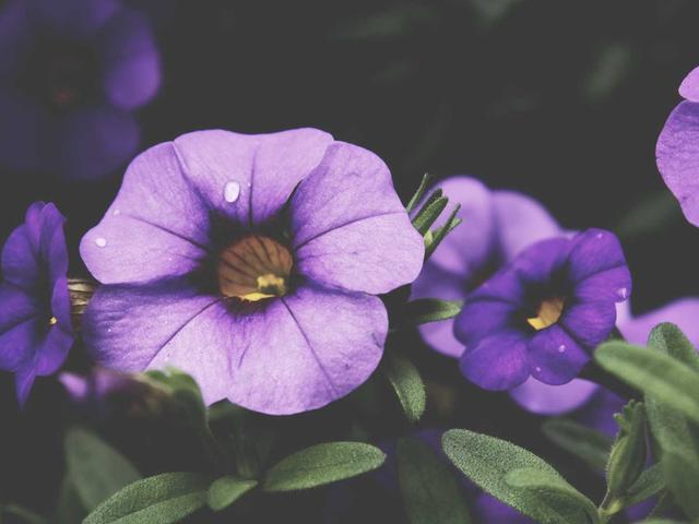 Ford Transit Custom Trail - Wettingen