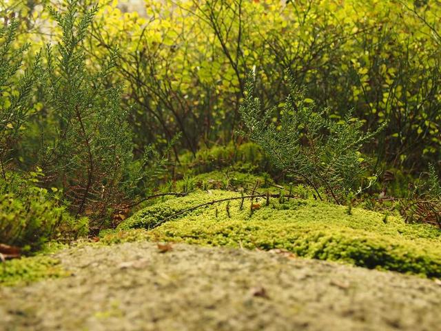 Fiat 500e La Prima - Elektro - Basel